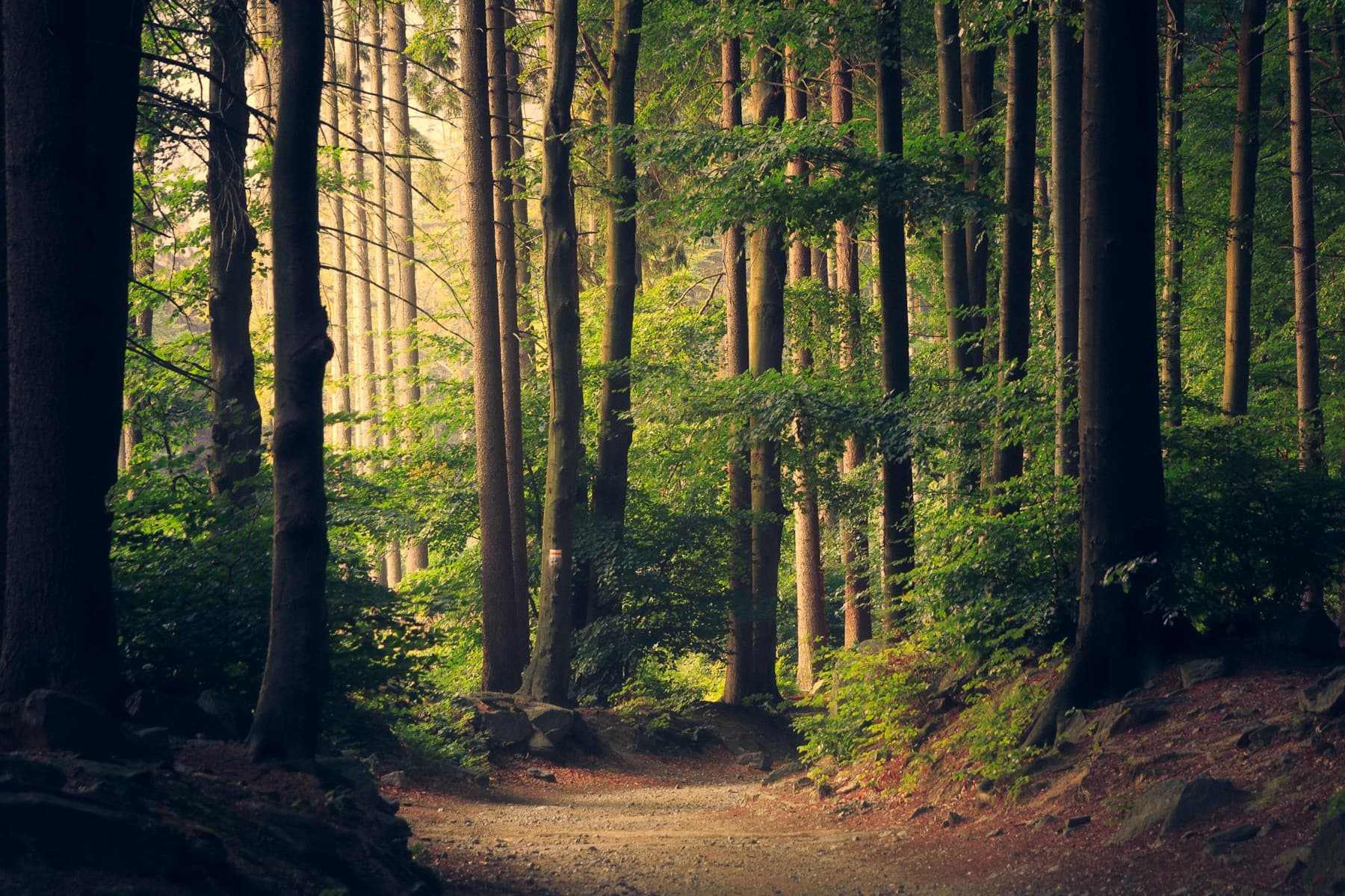 Ruhiger Waldweg